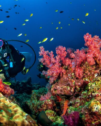 Explore the Underwater Wonders of John Pennekamp Coral Reef State Park