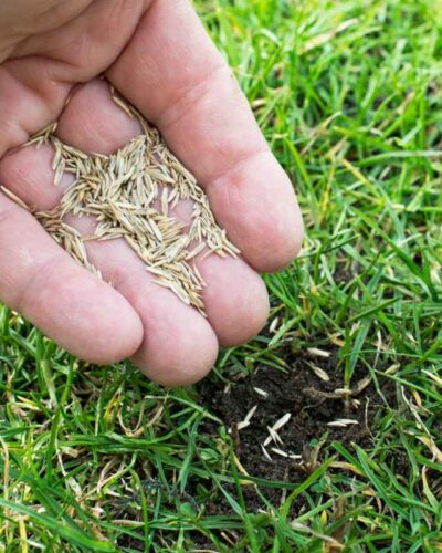 The Ultimate Guide to Bermuda Grass Seed